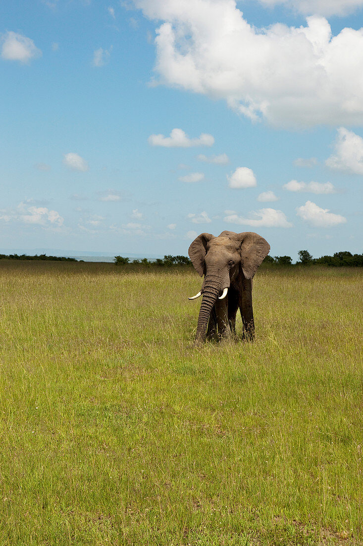 Elefant in der Savanne, Nationalpark Masai Mara, Serengeti, Kenia