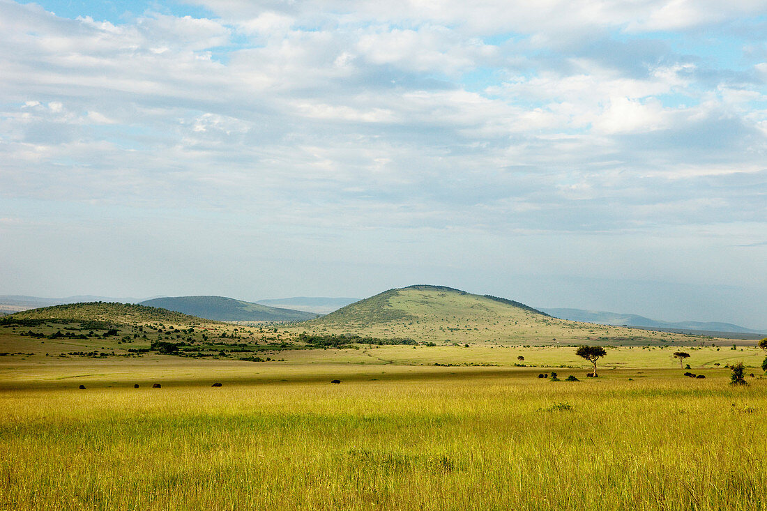 Typische Landschaft der Savanne, Nationalpark Masai Mara, Serengeti, Kenia