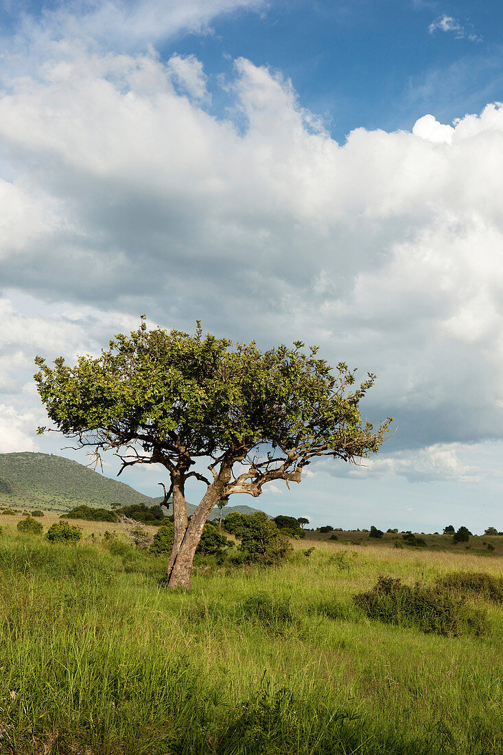 Typische Landschaft der Savanne, Nationalpark Masai Mara, Serengeti, Kenia