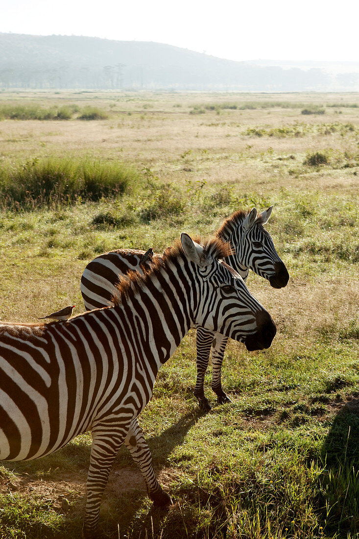 Zebras in der Savanne, Lake-Nakuru-Nationalpark, Nakuru, Nakuru County, Kenia