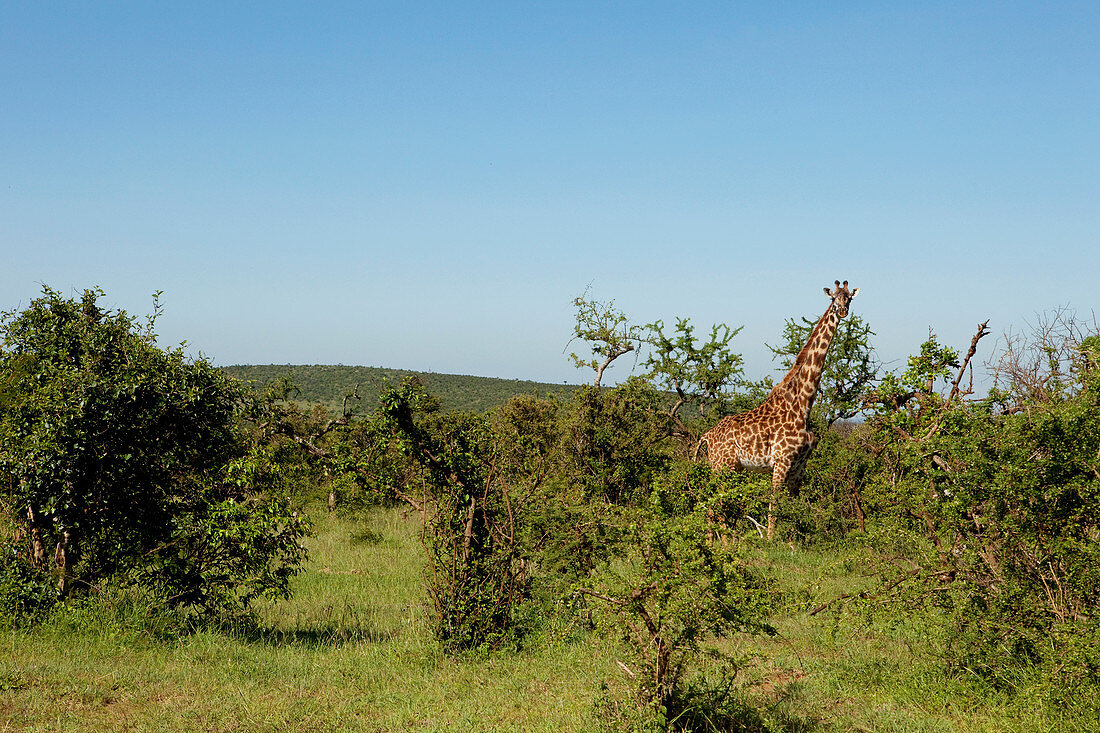 Giraffe in der Savanne, Nationalpark Masai Mara,  Serengeti, Kenia