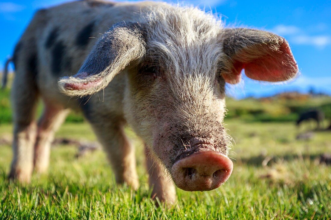 Frankreich, Corse-du-Sud, Serra-di-Scopamene, korische Schweine (Porcu nustrale), die ausschließlich auf Korsika im Freiland in halbwildem Zustand auf den Puzzinen der Hochebene von Cuscionu gezüchtet werden.