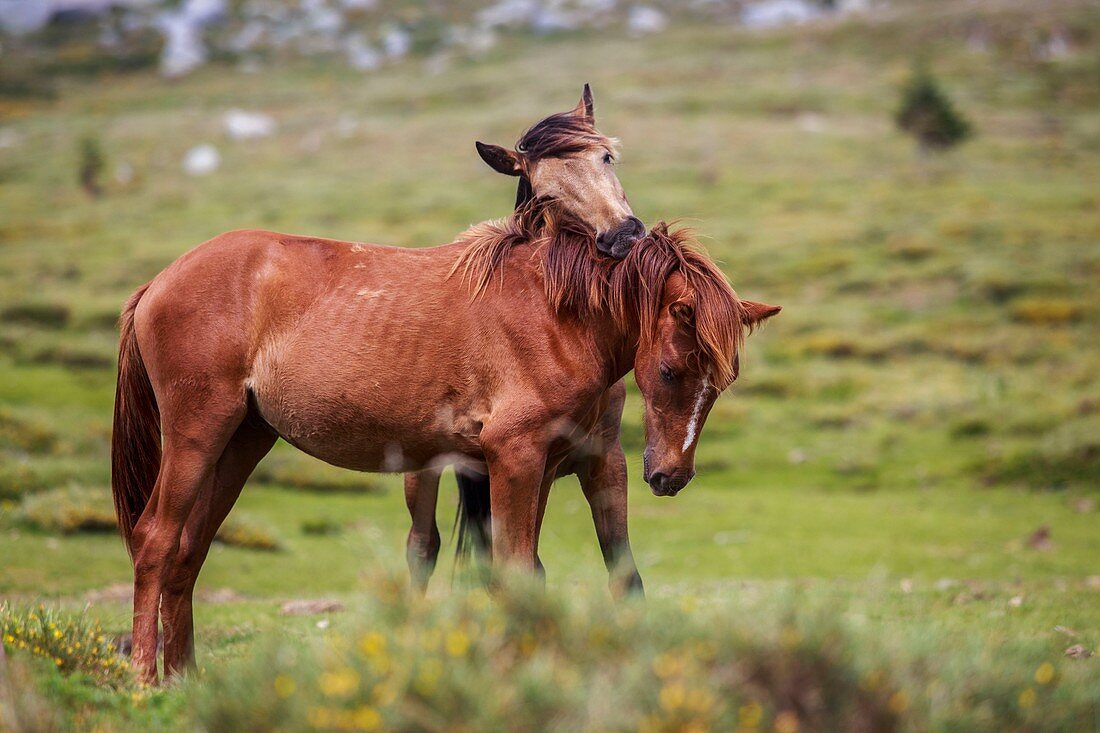 France, Corse du Sud, region of the Alta Rocca, the plateau of Cuscionu, free horses