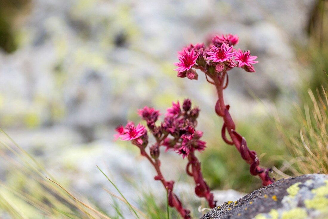 France, Alpes de Haute Provence, national park of Mercantour, Haute Hubaye, near the lake of Lauzanier (2284m), the cobweb house leek(Sempervivum arachnoideum)