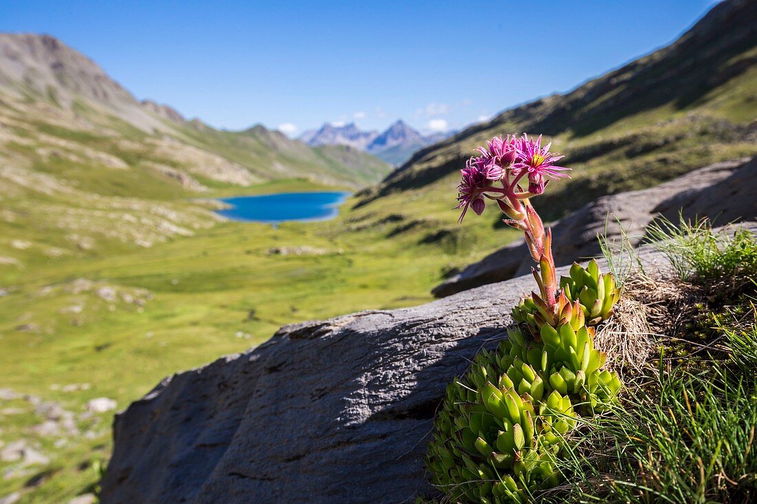 France, Alpes de Haute Provence, national park of Mercantour, Haute Hubaye, the moutain house leek or mountain hens and chicks (Sempervivum montanum), in the background the lake of Lauzanier (2284m