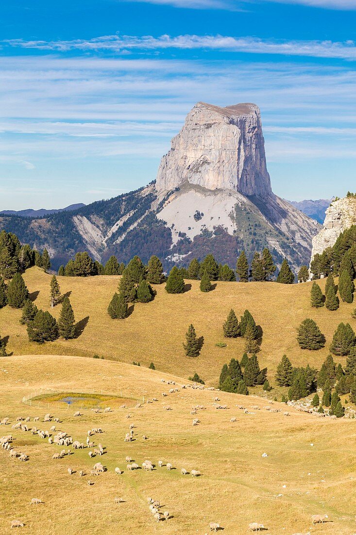 France, Isere, regional park of Vercors, Trieves, herd of sheeps on pass of Aiguille (1622m), in background the Mont Aiguille (2086m)