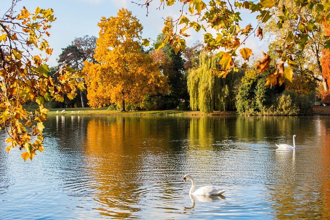 France, Paris, the Daumesnil Lake of the Bois de Vincennes in autumn