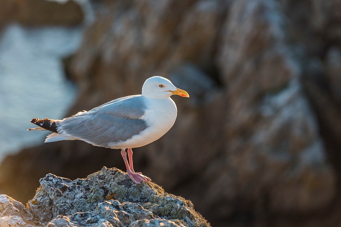 Frankreich, Finistère, Regionaler Naturpark Armorique, Halbinsel Crozon, Camaret-sur-Mer, Pointe de Pen-Hir, Möwe