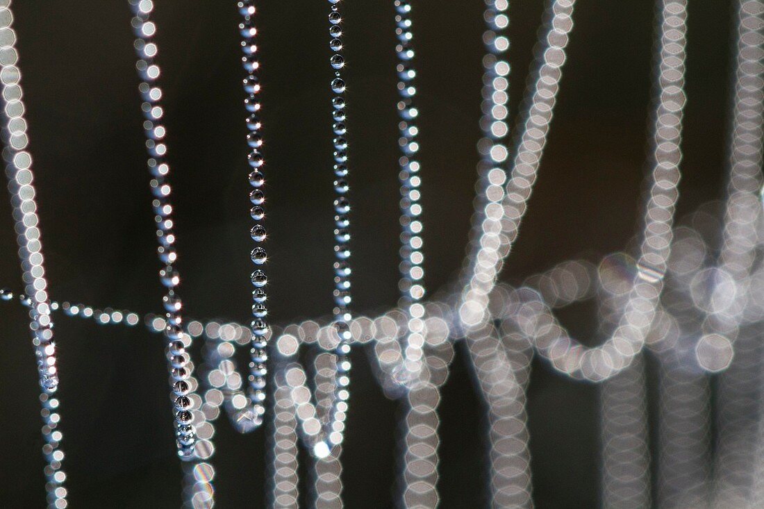 France, Isere, Ecrins National Park, the Emparis plateau, drops of dew on a spider web