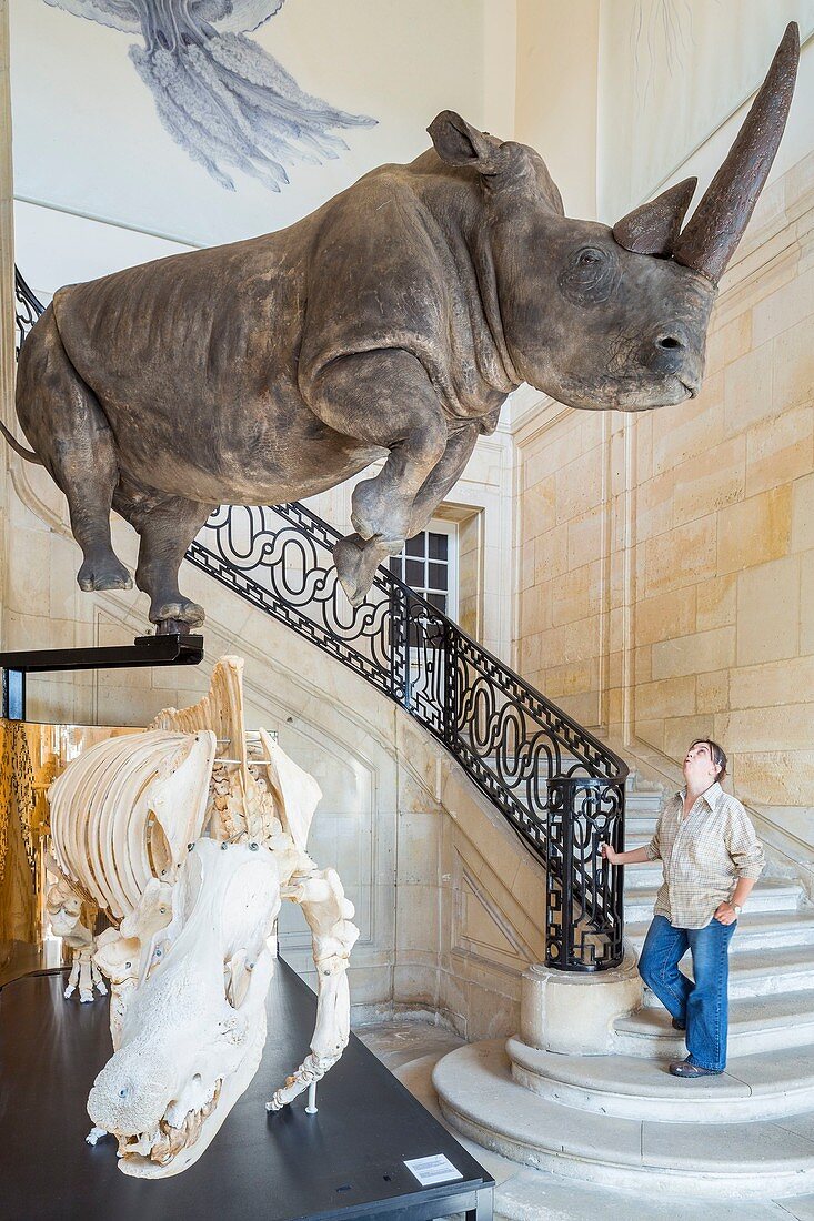France, Seine Maritime, Le Havre, Museum of Natural History installed in a building dating from 1760, naturalized rhinoceros and its skeleton