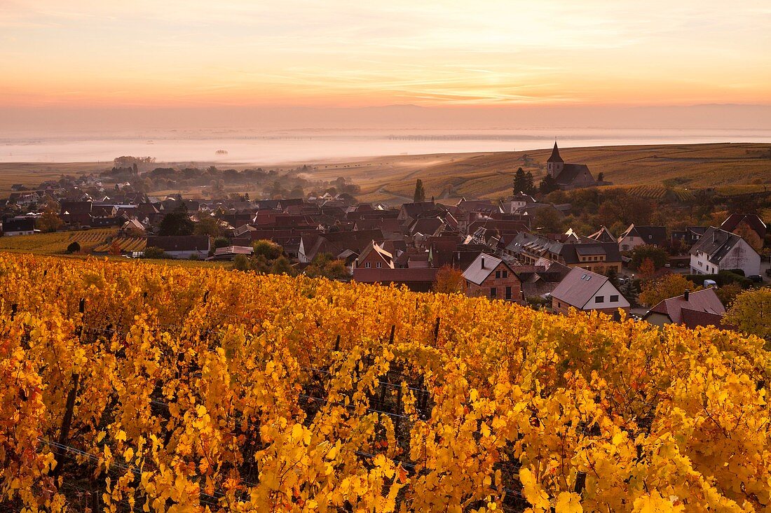 France, Haut Rhin, Route des Vins d'Alsace, Hunawihr labelled Les Plus Beaux Villages de France (One of the most beautiful villages of France), Sainte Hune church and vineyard