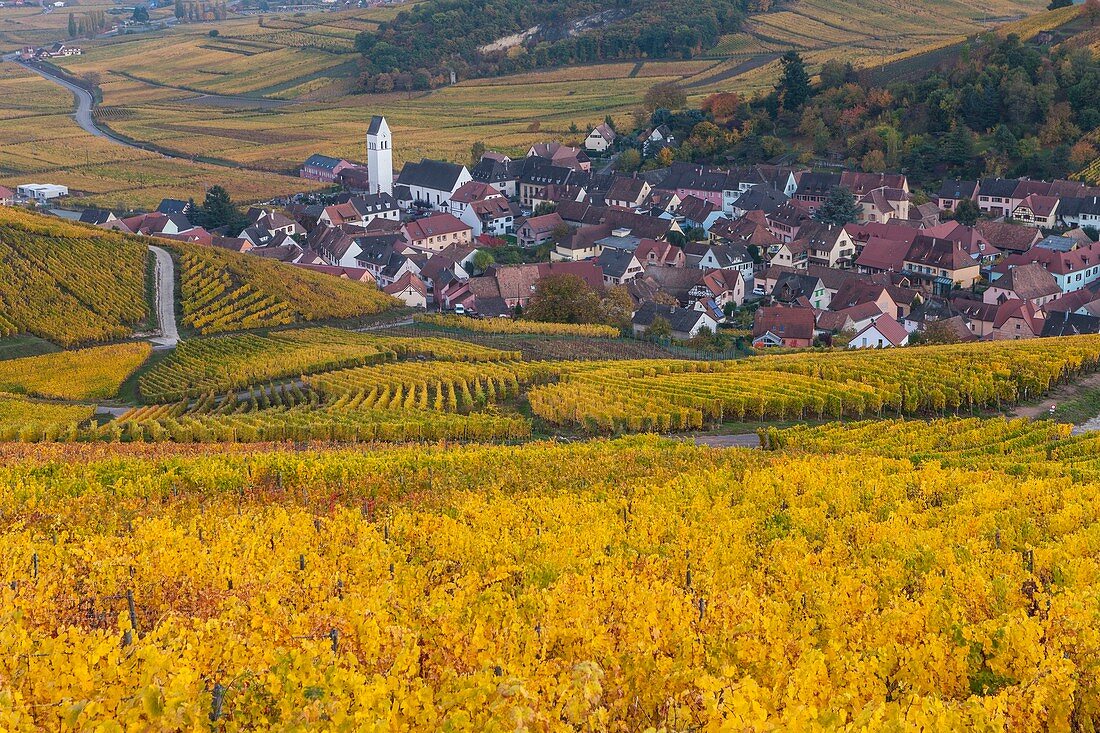 France, Haut-Rhin, Alsace Wine Route, Katzenthal, Saint-Nicolas Church, Wineck Castle, vineyard