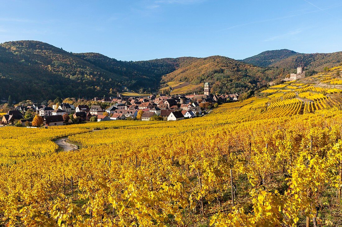 Frankreich, Haut-Rhin, Elsässer Weinstraße, Kaysersberg, Weinberg und Sainte-Croix-Kirche