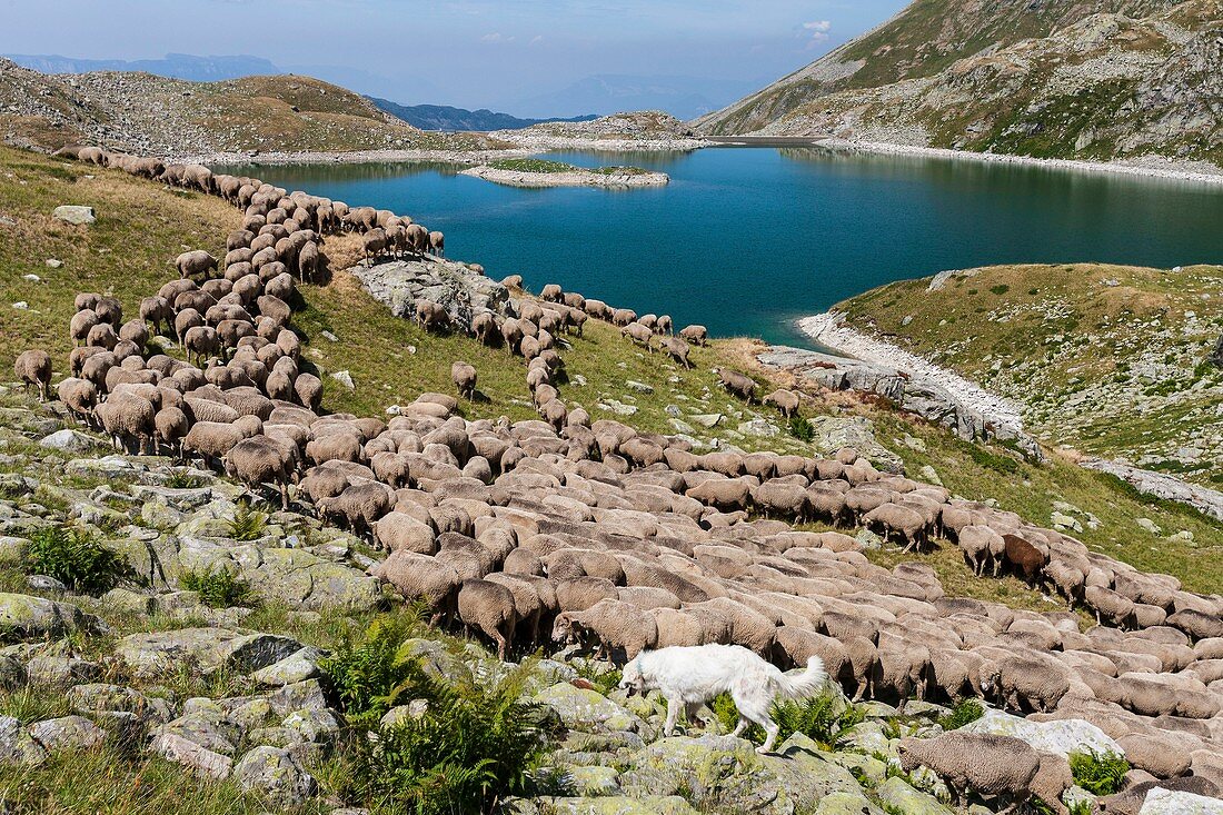 France, Isere, the massif of Belledonne, the Sept Laux, shepherd and herd of sheep