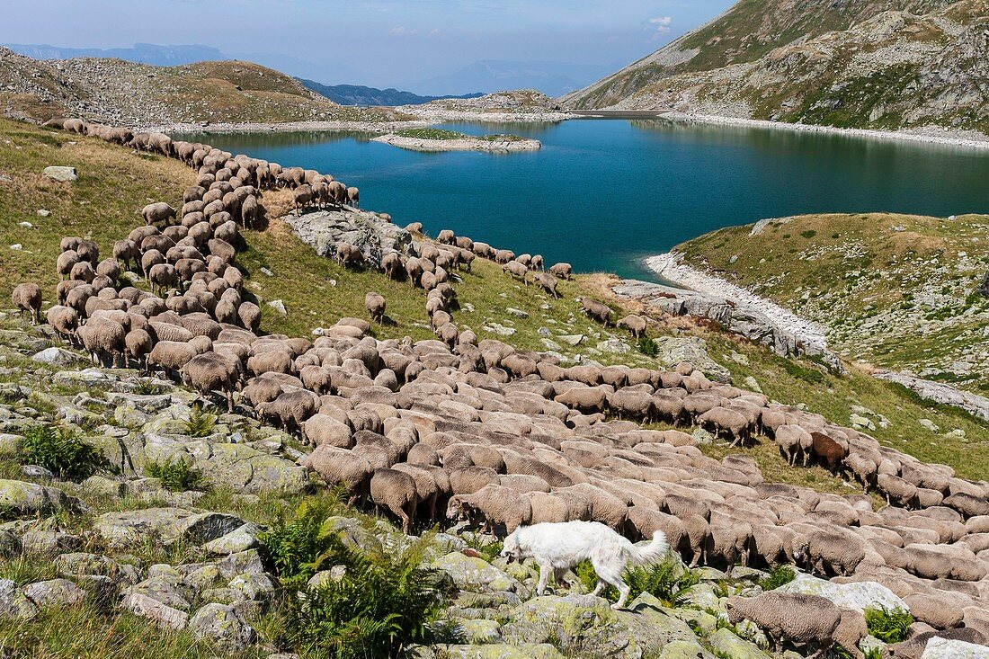 Frankreich, Isère, das Belledonne-Massiv, Les Sept-Laux, Hirte und Schafherde