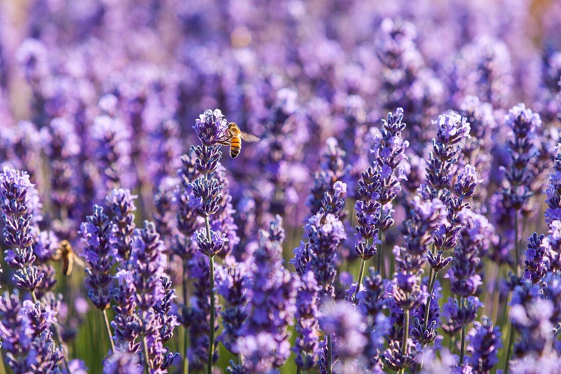 France, Vaucluse, Sault, fields of lavender