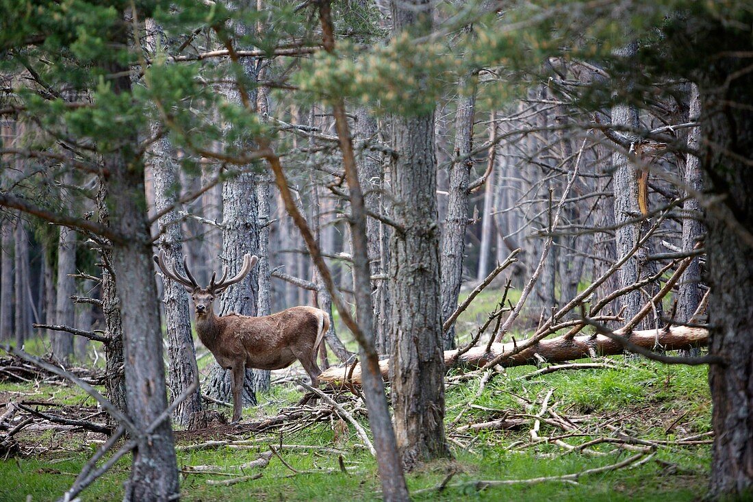 Frankreich, Alpes-Maritimes, Andon, Biologisches Reservat Monts d'Azur. Diese erhaltene Naturstätte soll gefährdete Arten schützen und entdecken