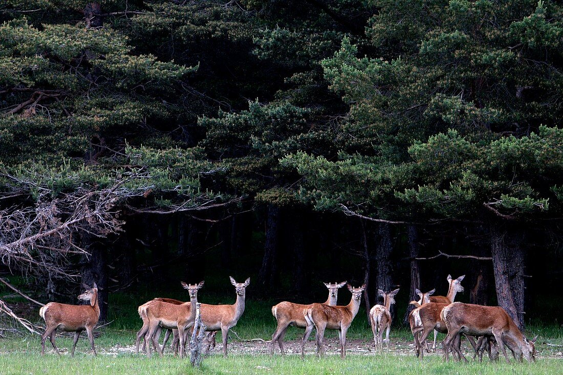 Frankreich, Alpes-Maritimes, Andon, Biologisches Reservat Monts d'Azur. Diese erhaltene Naturstätte soll gefährdete Arten schützen und entdecken