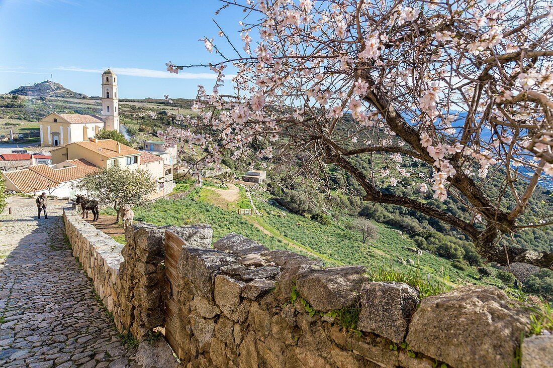 Frankreich, Haute-Corse, Balagne, hochgelegenes Dorf Sant'Antonino, ausgezeichnet mit 'Les Plus Beaux Villages de France' (schönste Dörfer Frankreichs), die Verkündigungskirche