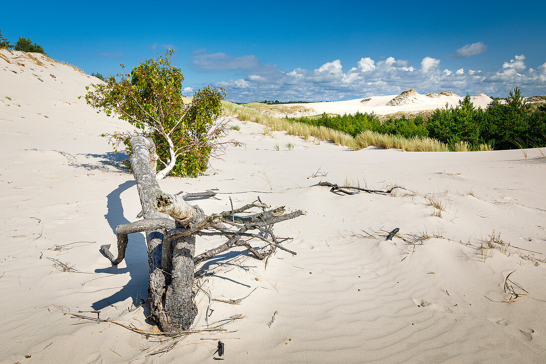 Lontzkedüne bei Leba, Pommern, Ostsee, Polen