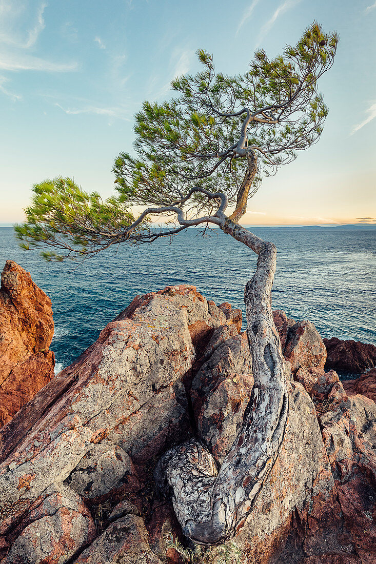 old pine tree at Cap Le Dramont, Var, Provence-Alpes-Côte d'Azur, Côte d'Azur, Frankreichll