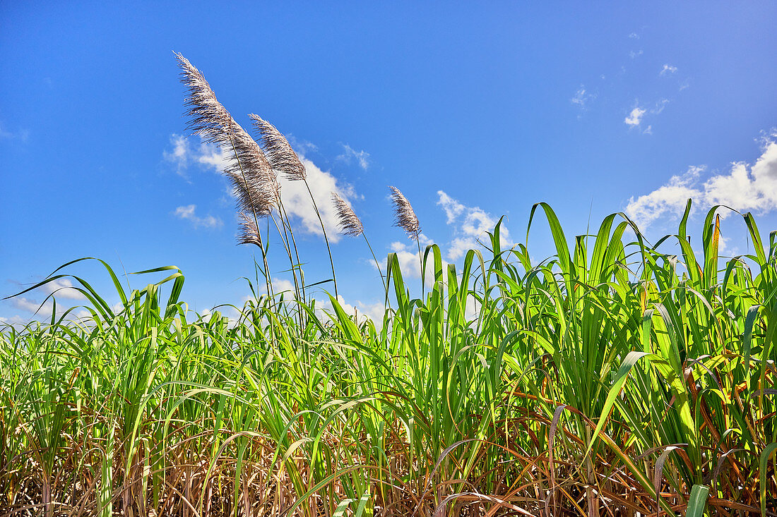 Corn field at La Romana, Dominican Republic, Caribbean, Central America