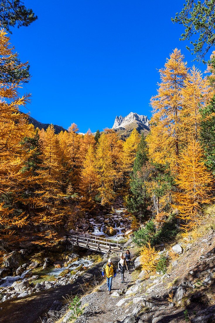 France, Hautes-Alpes, Nevache, Vallee Etroite in fall, Grand Seru (alt : 2889 m) in the background