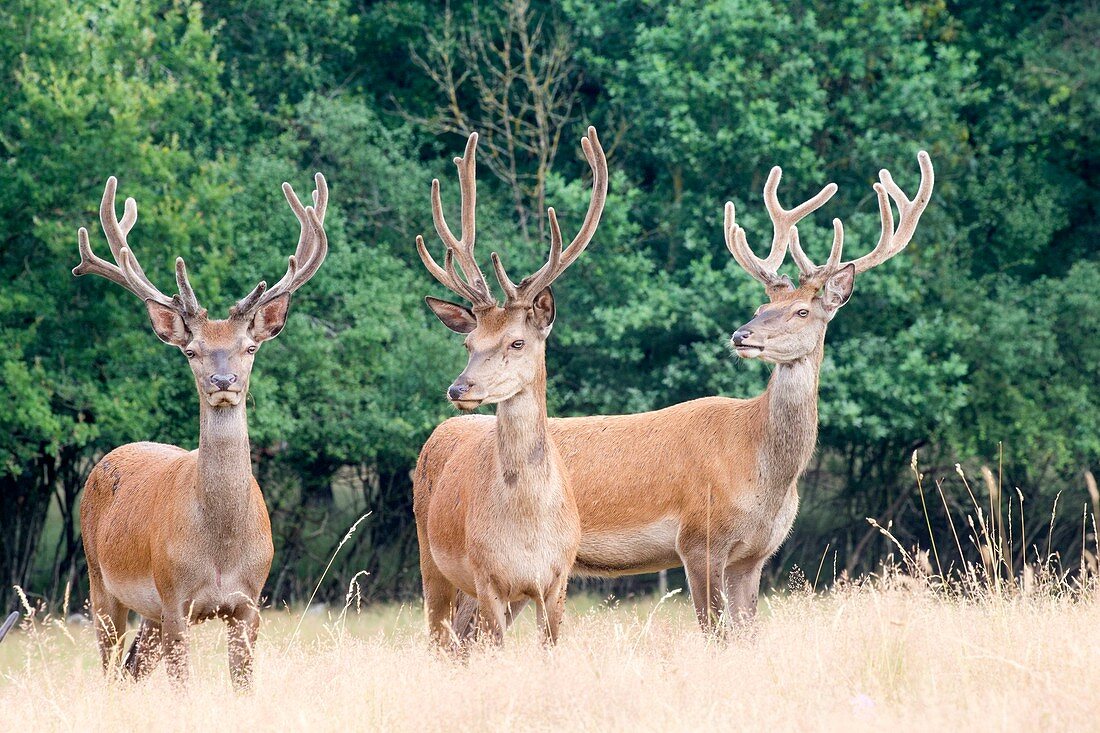France, Haute Saone, Private park, Red Deer (Cervus elaphus), Males deer with antlers covered with velvet
