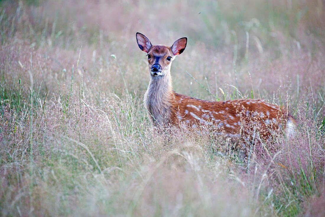 France, Haute Saone, Private park, Sika Deer (Cervus nippon), young