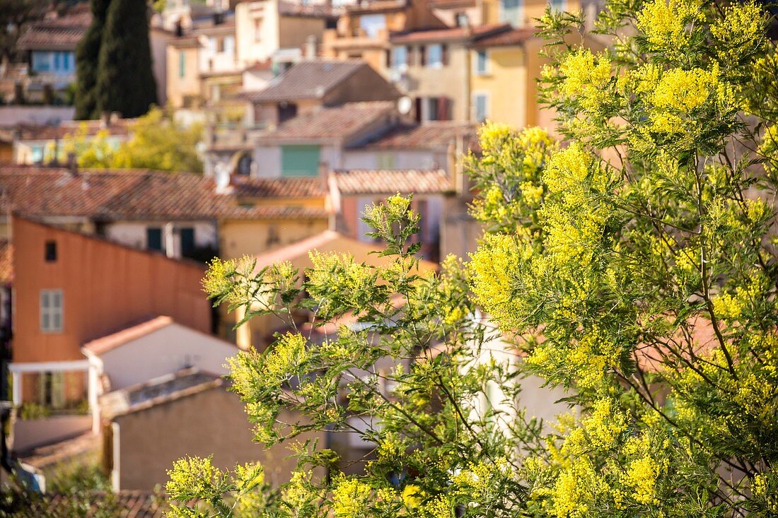 France, Var, Bormes-les-Mimosas, village of departure in the kilometer 0 on the tourist route of 130 km of the Road of the Mimosa