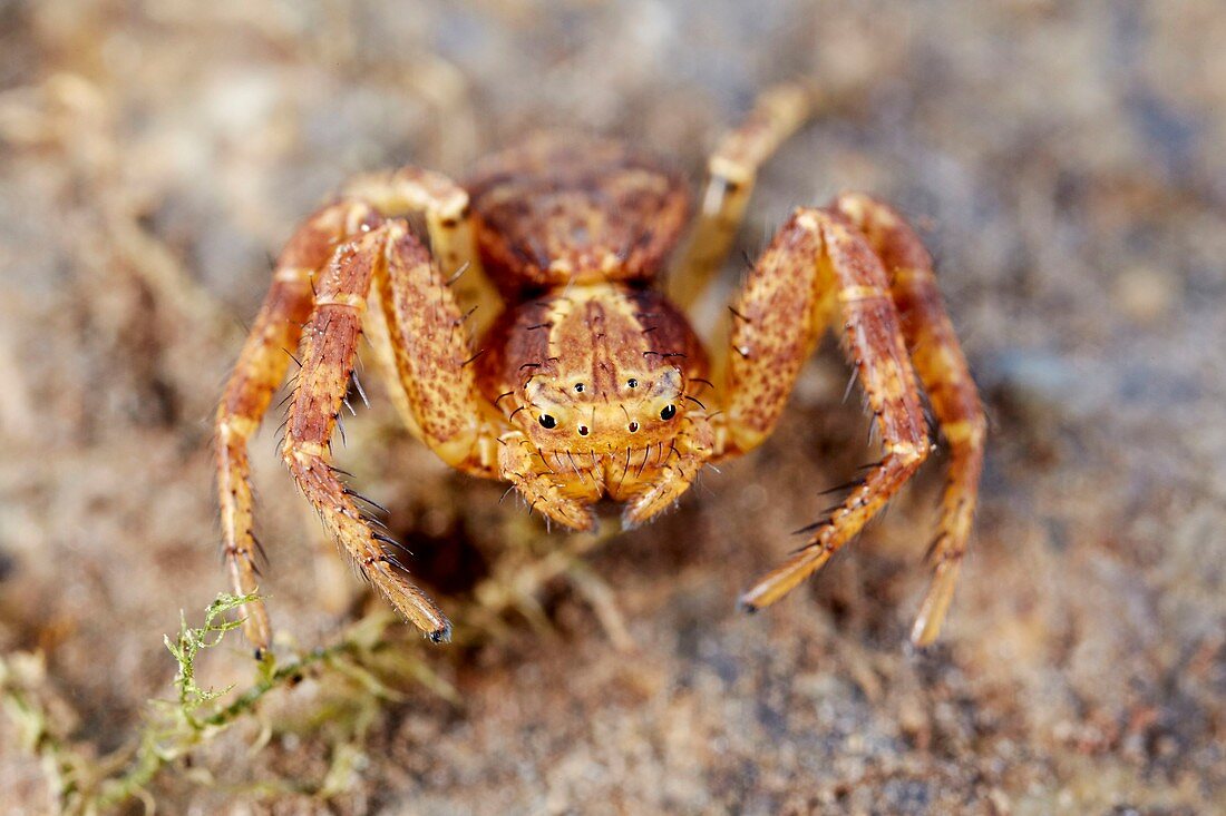 Frankreich, Morbihan, Araneae, Thomisidae, Krabbenspinne (Xysticus sp)