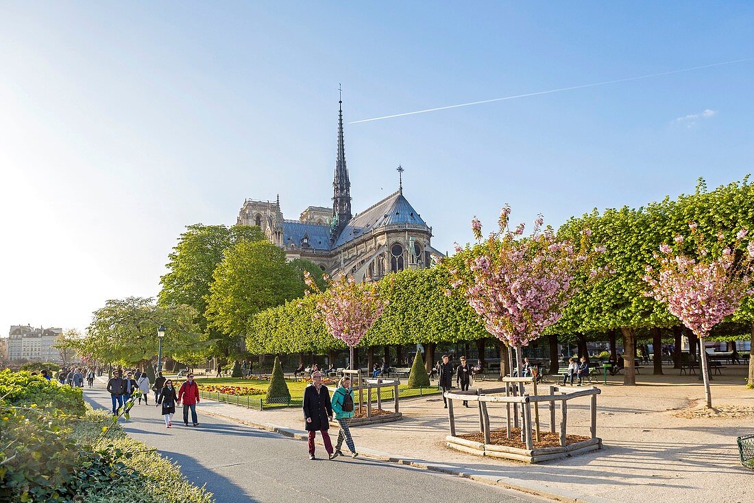 France, Paris, Notre Dame Cathedral on the Ile de la Cite, in the spring
