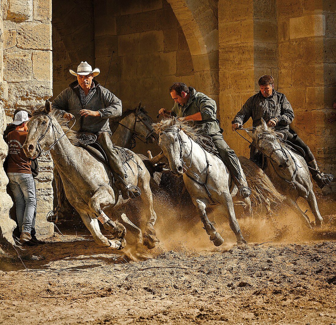 Frankreich, Gard, Aigues-Mortes, Aigues-Mortes Fest, Pferde und Reiter beim Verlassen der Festungsmauern während des Abrivados