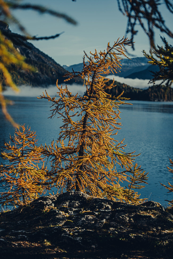 Herbstlicher Wald am Silsersee im Oberengadin, Sankt Moritz im Engadin, Schweiz, Europa