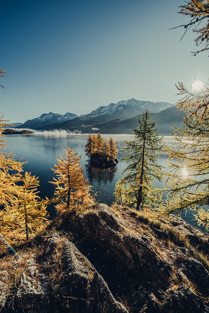 Herbstlicher Wald am Silsersee im Oberengadin, Sankt Moritz im Engadin, Schweiz, Europa