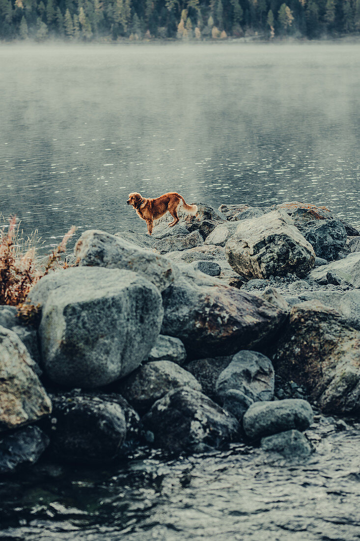 Dog on Lake Silvaplana with fog in sunrise; in the Upper Engadine, St. Moritz in the Engadine, Switzerland