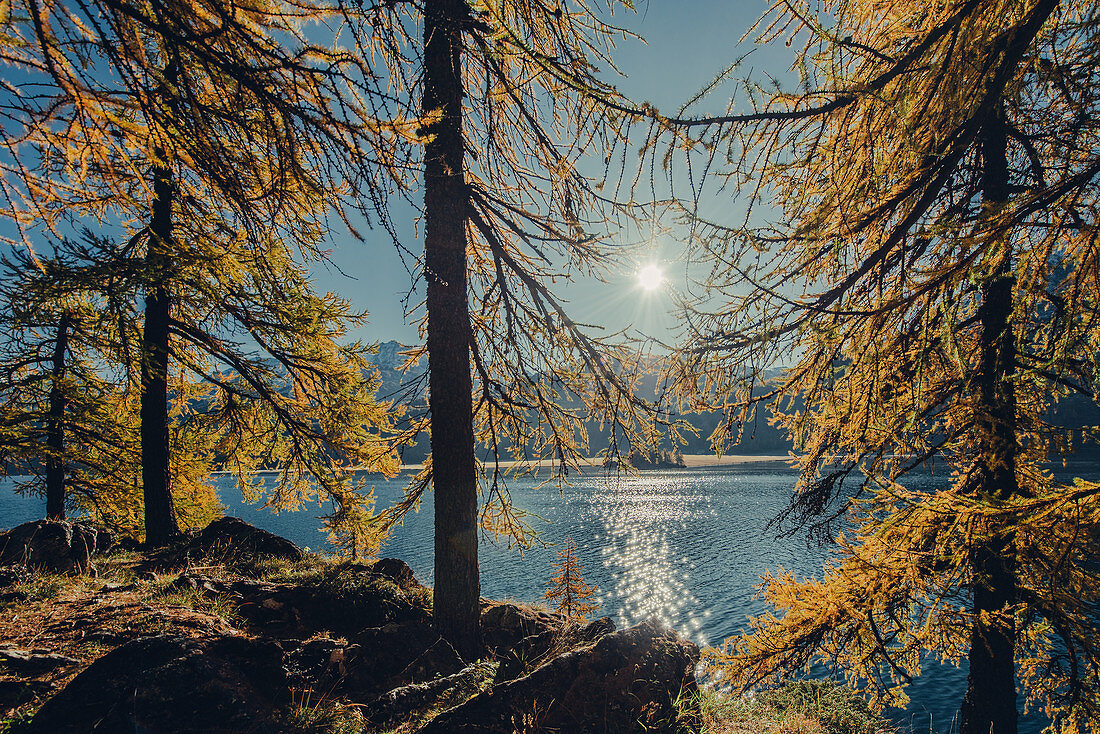 Herbstlicher Wald am Silsersee im Oberengadin, Sankt Moritz im Engadin, Schweiz, Europa