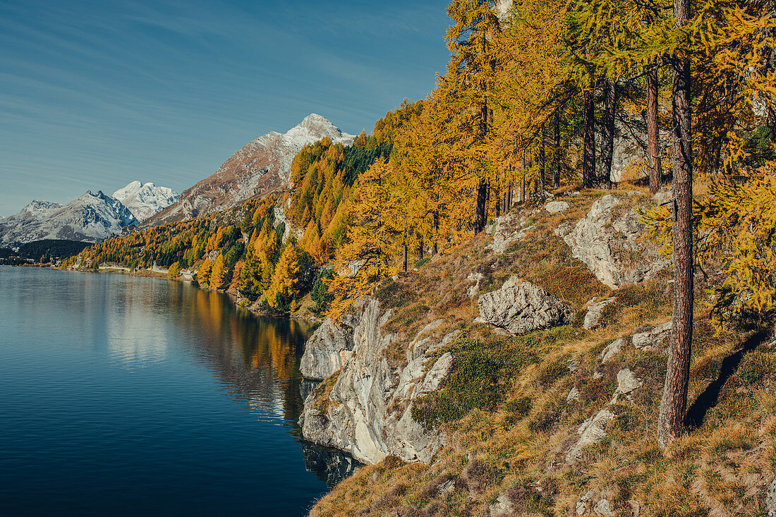 Autumn forest on Lake Sils in the Upper Engadine, St. Moritz in the Engadine, Switzerland, Europe