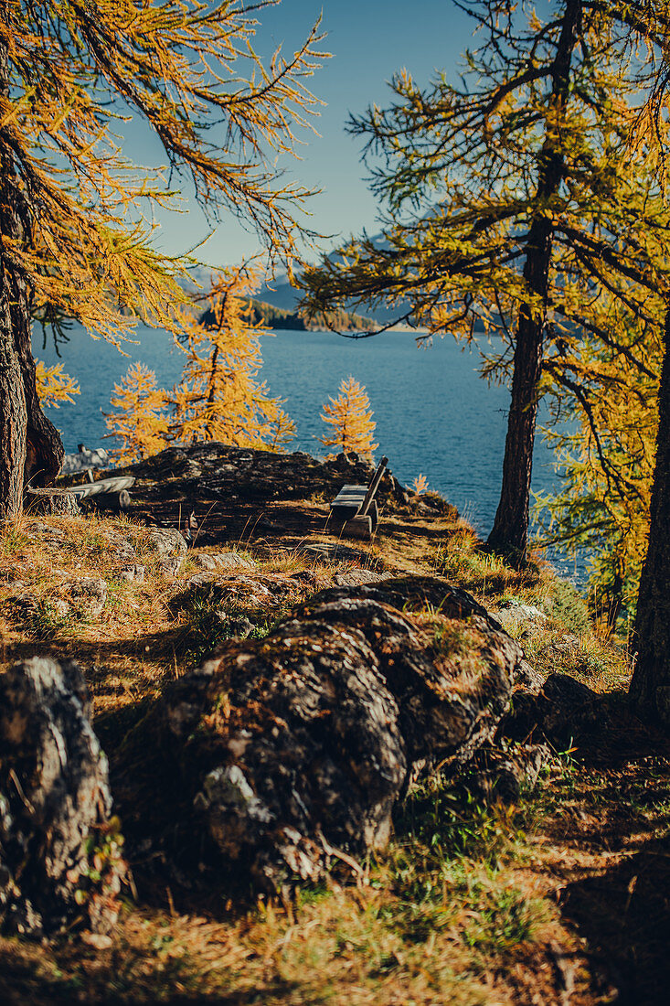 Autumn forest on Lake Sils in the Upper Engadine, St. Moritz in the Engadine, Switzerland, Europe