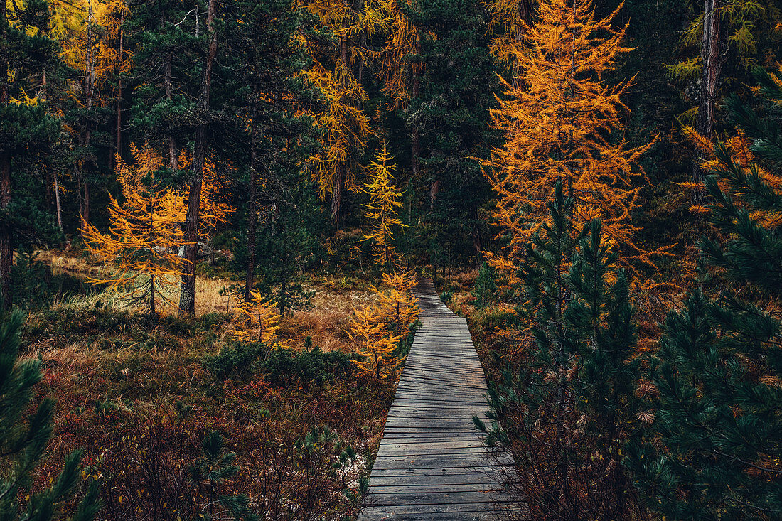 Herbstlicher Wald am Lej Nair, im Oberengadin, Engadin, Schweiz\n