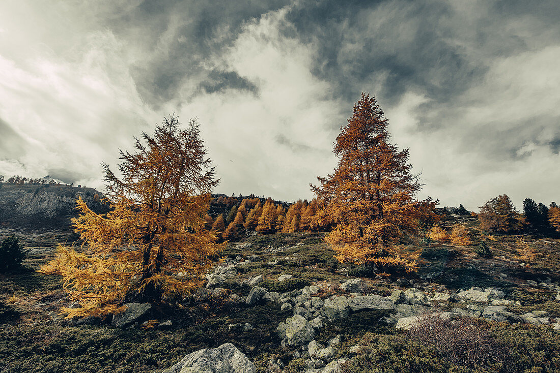 Herbstlicher Wald am Morteratschgletscher, Oberengadin, Engadin, Schweiz, Europa