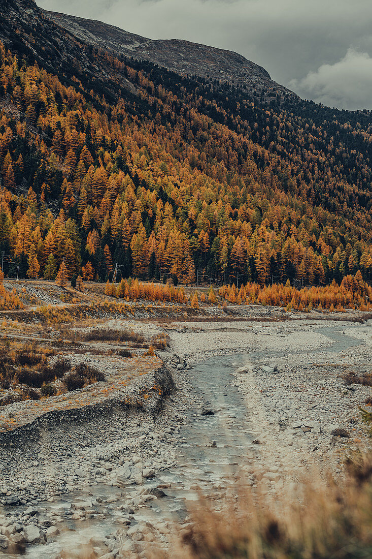 Autumn forest on the Morteratsch Glacier, Upper Engadine, Engadine, Switzerland, Europe