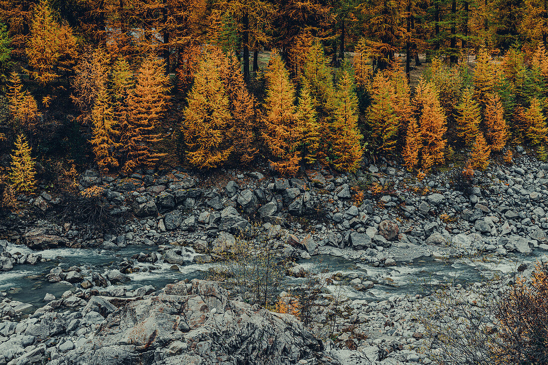 Herbstlicher Wald am Morteratschgletscher, Oberengadin, Engadin, Schweiz, Europa