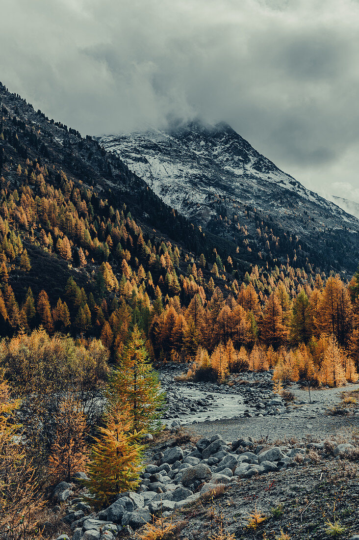 Autumn forest on the Morteratsch Glacier, Upper Engadine, Engadine, Switzerland, Europe