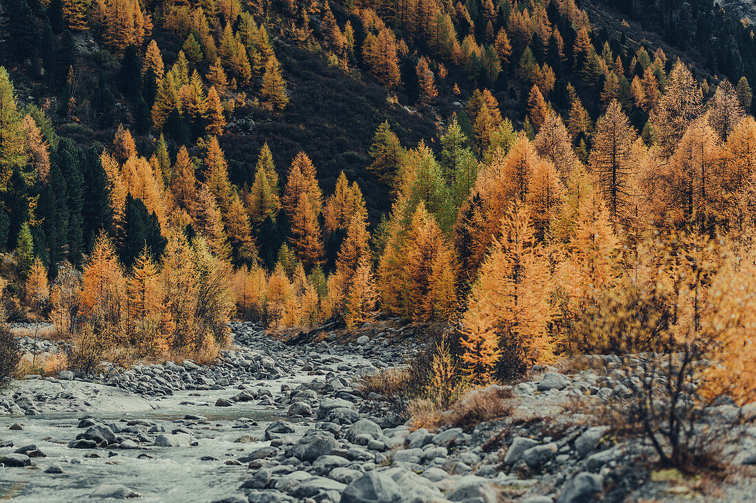 Herbstlicher Wald am Morteratschgletscher, Oberengadin, Engadin, Schweiz, Europa