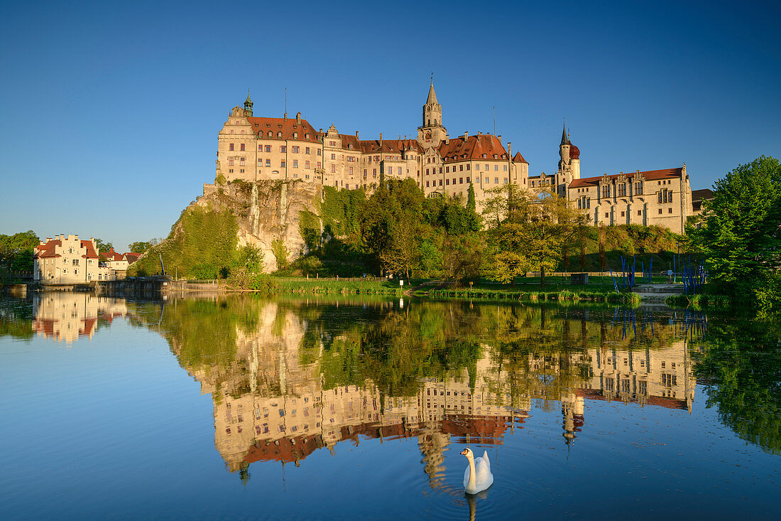 Schloss Sigmaringen spiegelt sich in der Donau, Schwan im Vordergrund, Sigmaringen, Donau-Radweg, Baden-Württemberg, Deutschland