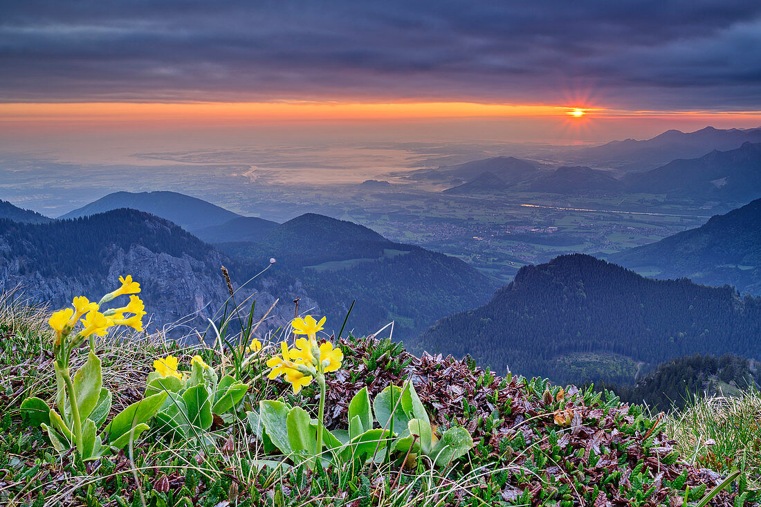 Blühende Aurikel mit Blick auf Sonnenaufgang über Inntal und Chiemgau, Wendelstein, Bayerische Alpen, Oberbayern, Bayern, Deutschland