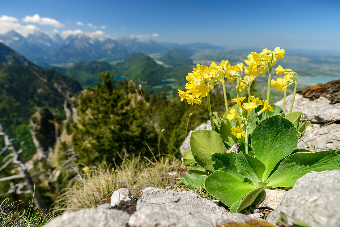 Blooming auricula, Primula auricula, Tegelberg, Ammergau Alps, Swabia, Bavaria, Germany