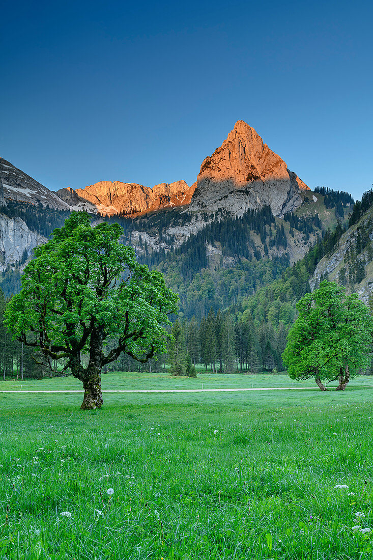 Geiselstein in the Alpenglow, meadows with sycamore maple in the foreground, Wankerfleck, Ammergau Alps, Swabia, Bavaria, Germany