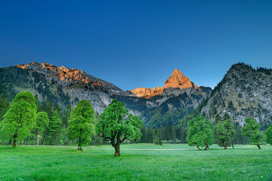 Geiselstein im Alpenglühen, Wiesen mit Bergahorn im Vordergrund, Wankerfleck, Ammergauer Alpen, Schwaben, Bayern, Deutschland